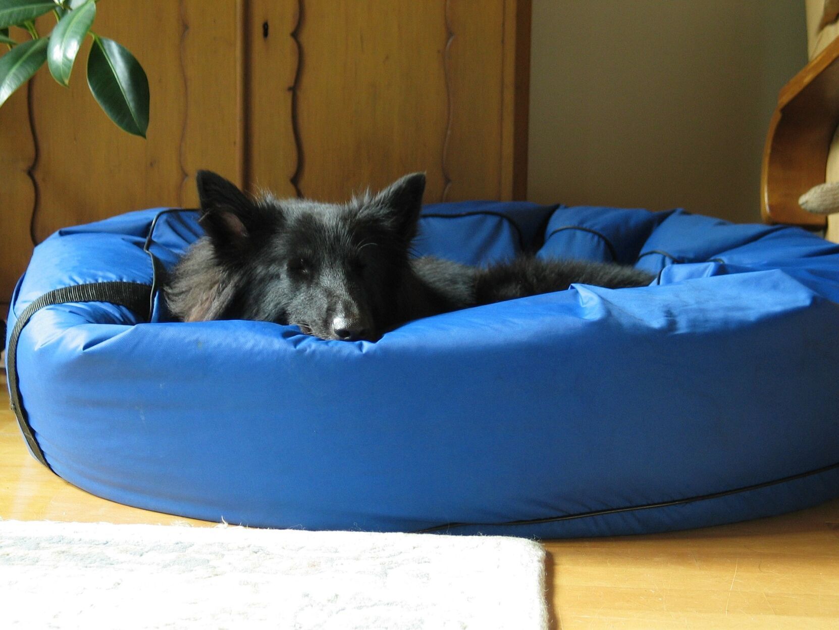 Buy a few things for your dog that'll make life on the road easier.